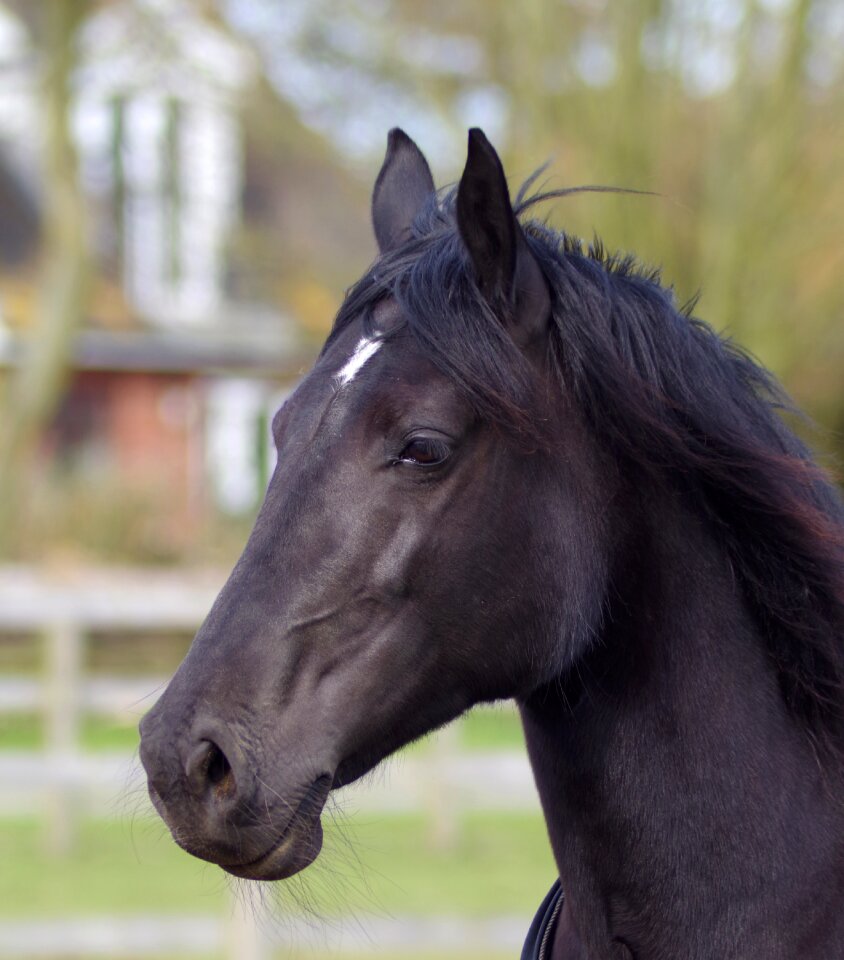 Black horse riding riding