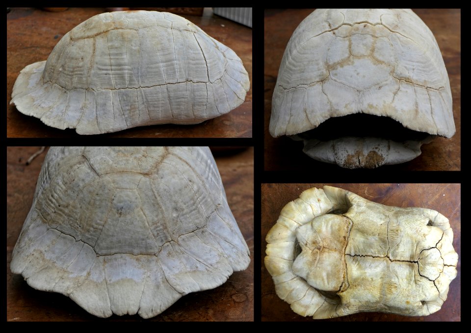 Breitrandschildkröte (Testudo marginata) - Knochenpanzer