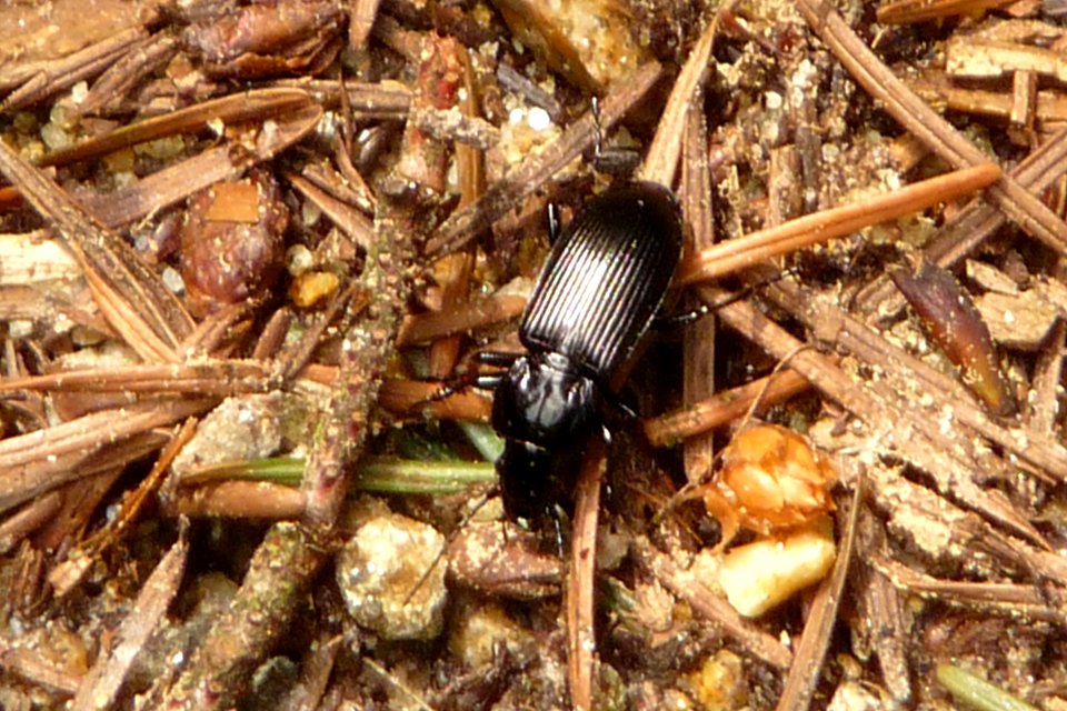 Breitkäfer Totenschädel