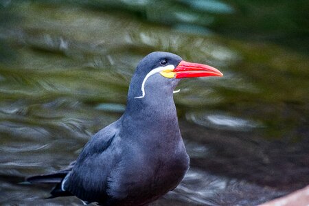 Coastal bird bird water