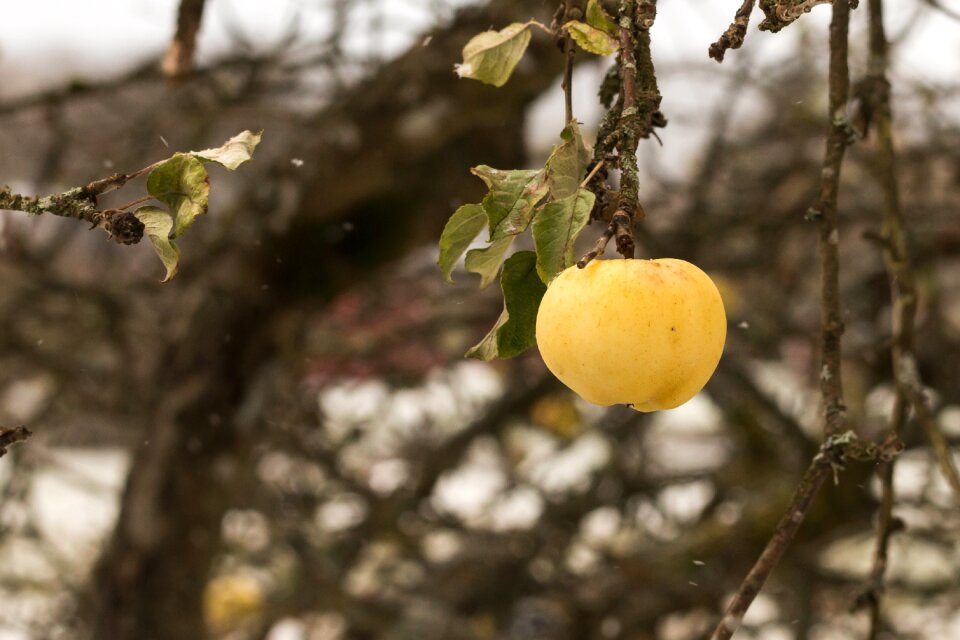 Tree fruit apple branch