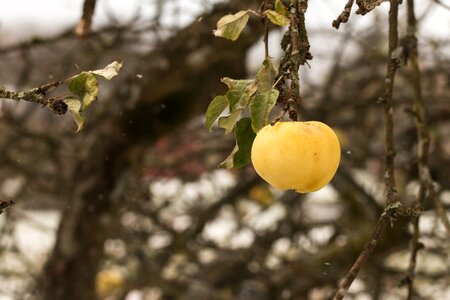 Tree fruit apple branch