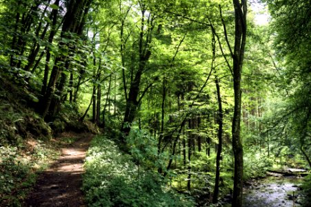 Brexbachtal bei Nauort (04)
