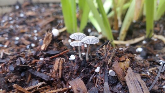 Nature mushrooms close up