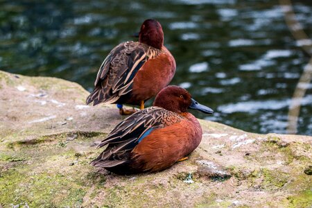 Waterfowl bird duck bird