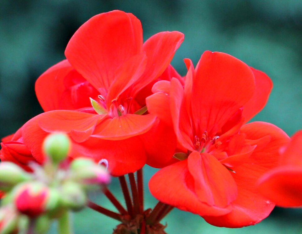 Bloom flower plant