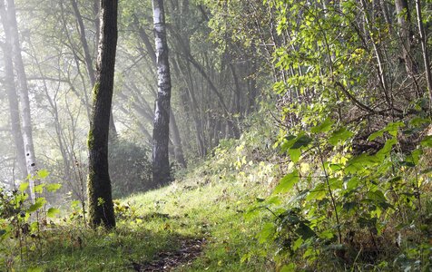 Nature tree ticino photo