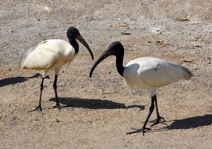 Oriental white ibis threskiornis melanocephalus wader photo