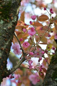 Blossoms spring pink