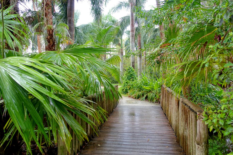 Bridge - McKee Botanical Garden - Vero Beach, Florida - DSC03254