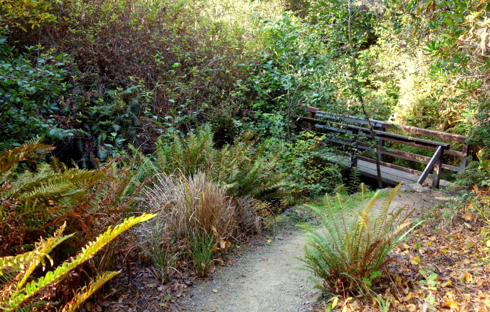 Bridge - Mendocino Coast Botanical Gardens - DSC02100