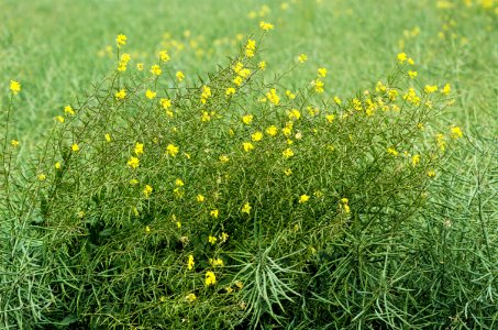 Brassica-napus-20050613-016