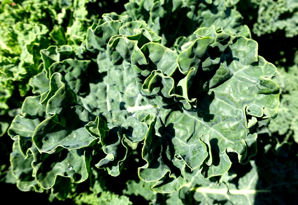 Brassica oleracea - Bergianska trädgården - Stockholm, Sweden - DSC00309