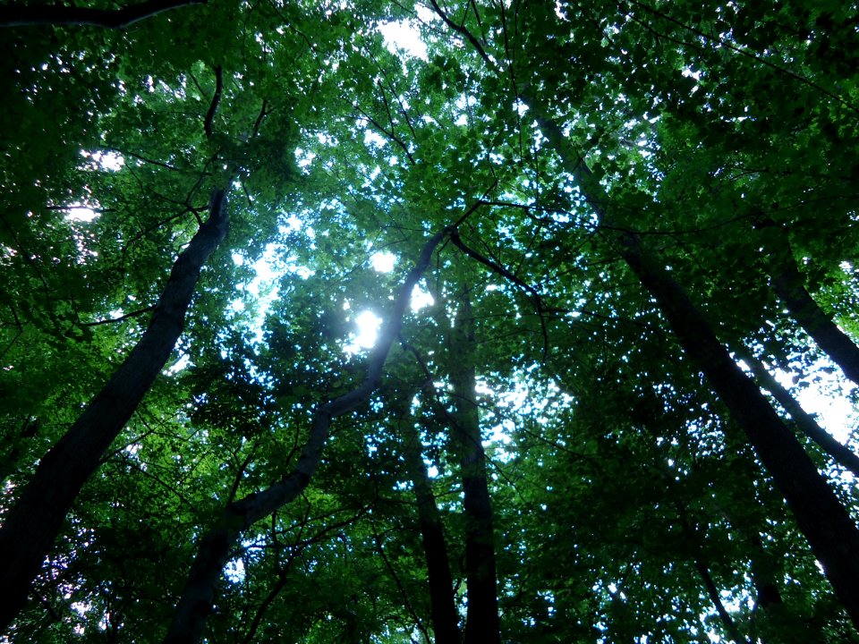 Briant Park Summit NJ June 2012 sun through trees 8