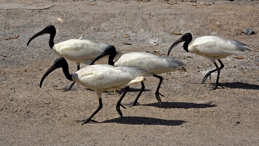 Oriental white ibis threskiornis melanocephalus wader