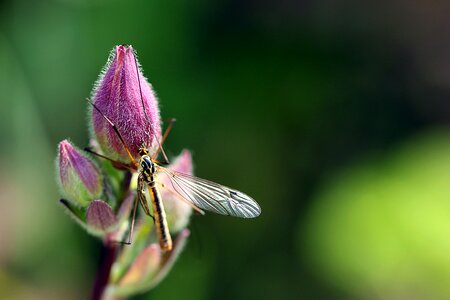 Garden macro closeup