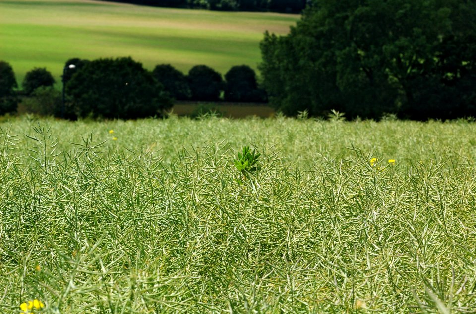 Brassica-napus-20050613-015