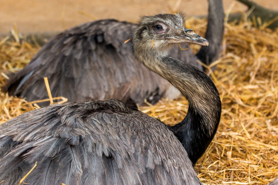 Strauss ostrich head