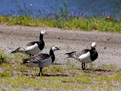 Branta leucopsis Raahe 20190705 02