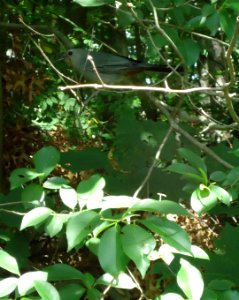 Briant Park Summit NJ June 2012 bird in tree 6