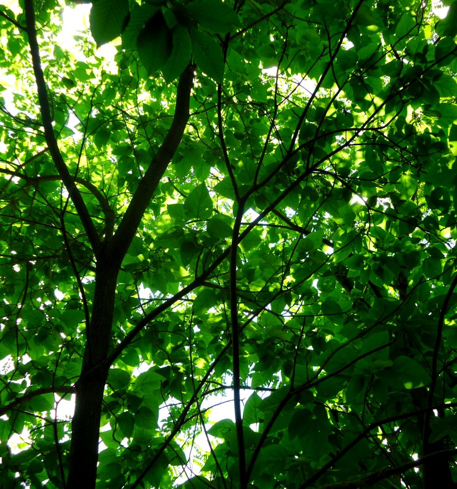 Briant Park Summit NJ June 2012 leaves branches 9