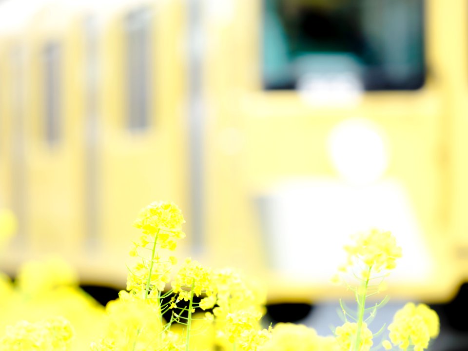 Brassica napus with train(Seibu 9000 Series 9105F) -2021-03-20