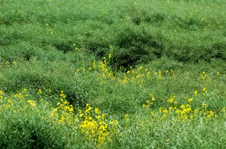Brassica-napus-20050613-017