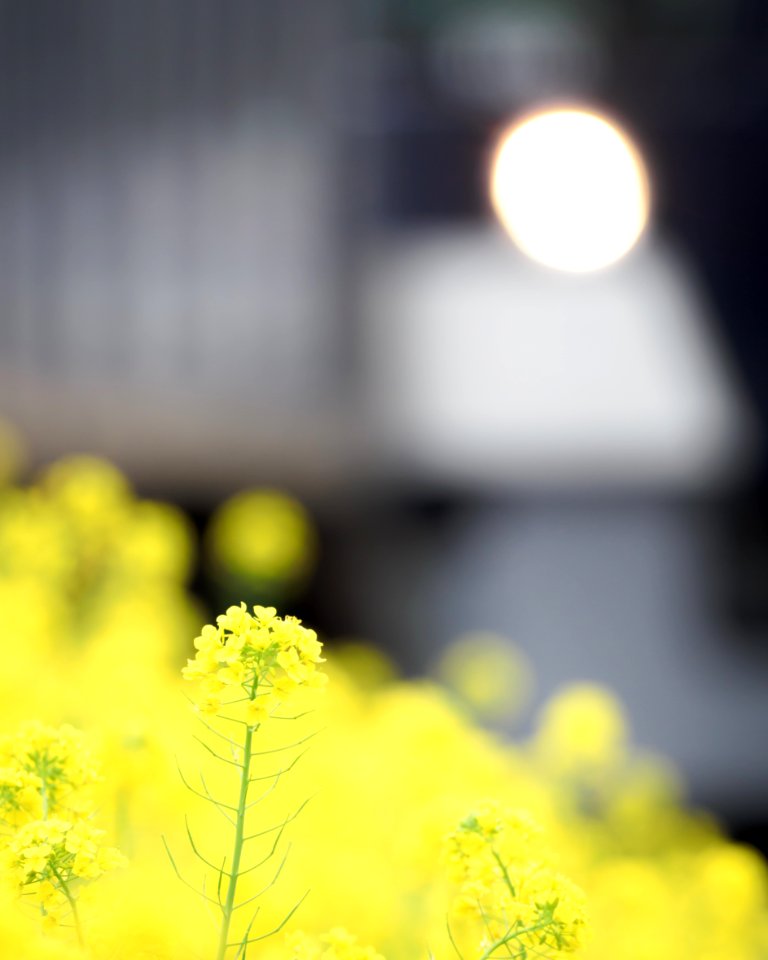 Brassica napus with train(Seibu 9000 Series 9108F) -2021-03-20
