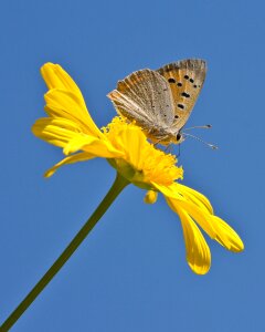 Common blue lycaenidae orange
