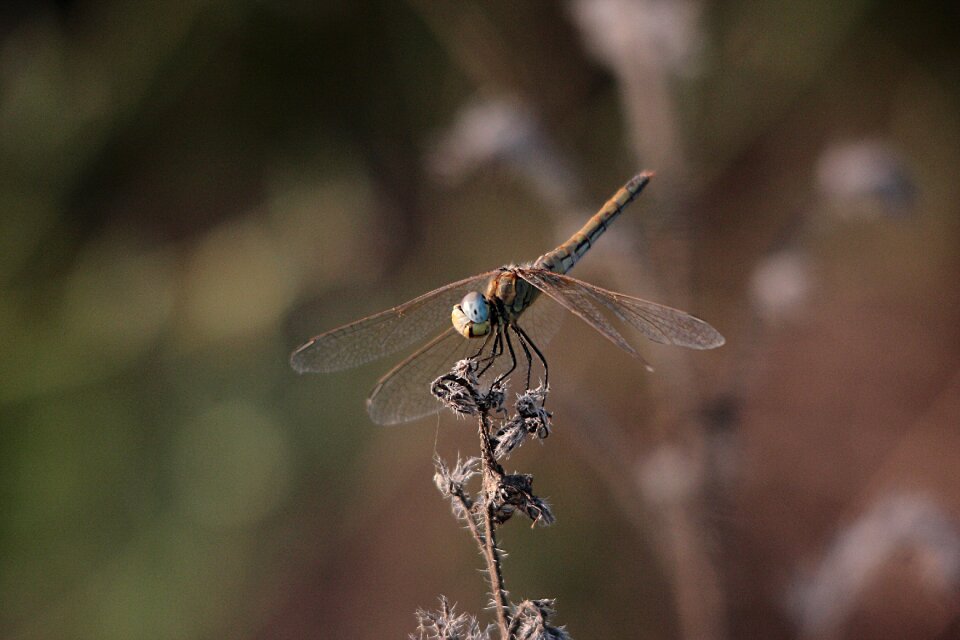 Macro insects fly photo