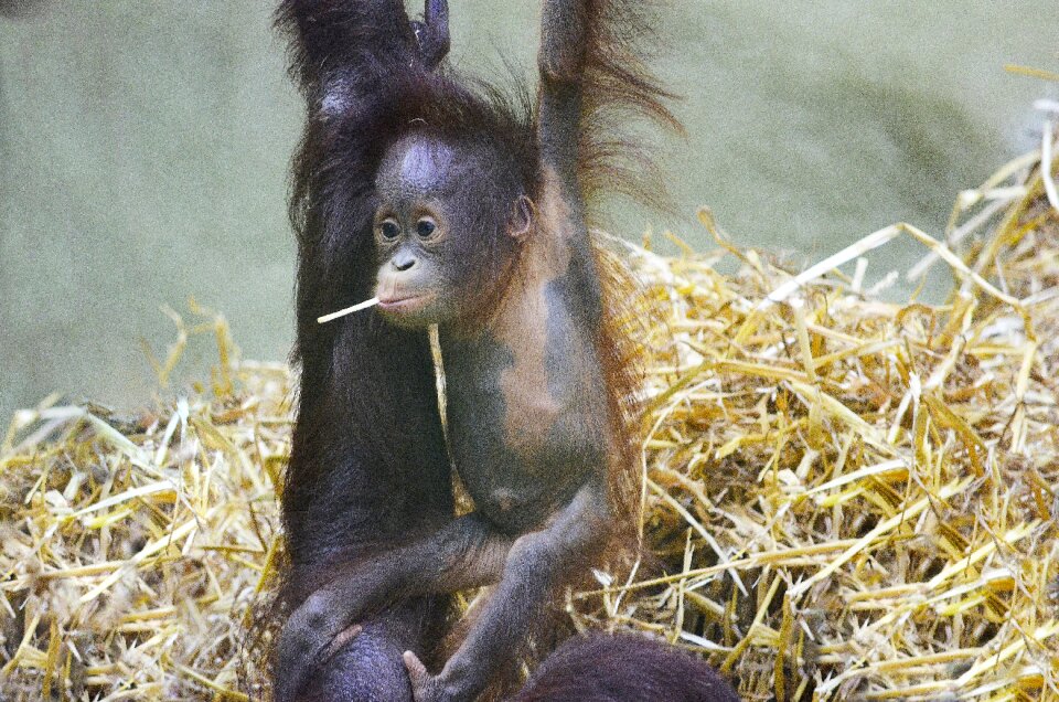 Ape forest human borneo