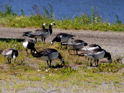 Branta leucopsis Raahe 20190705 01