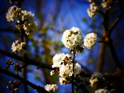White flower spring plant