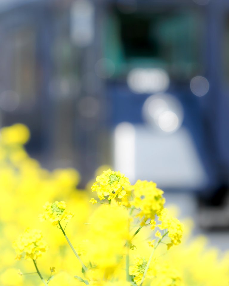 Brassica napus with train(Seibu 9000 Series 9108F)