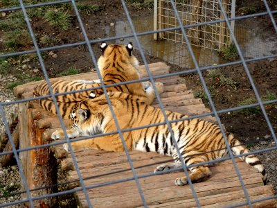 BrasovZoo10