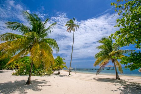 Sea coast palm trees white sand photo