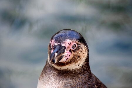 Head penguin bird park marlow photo