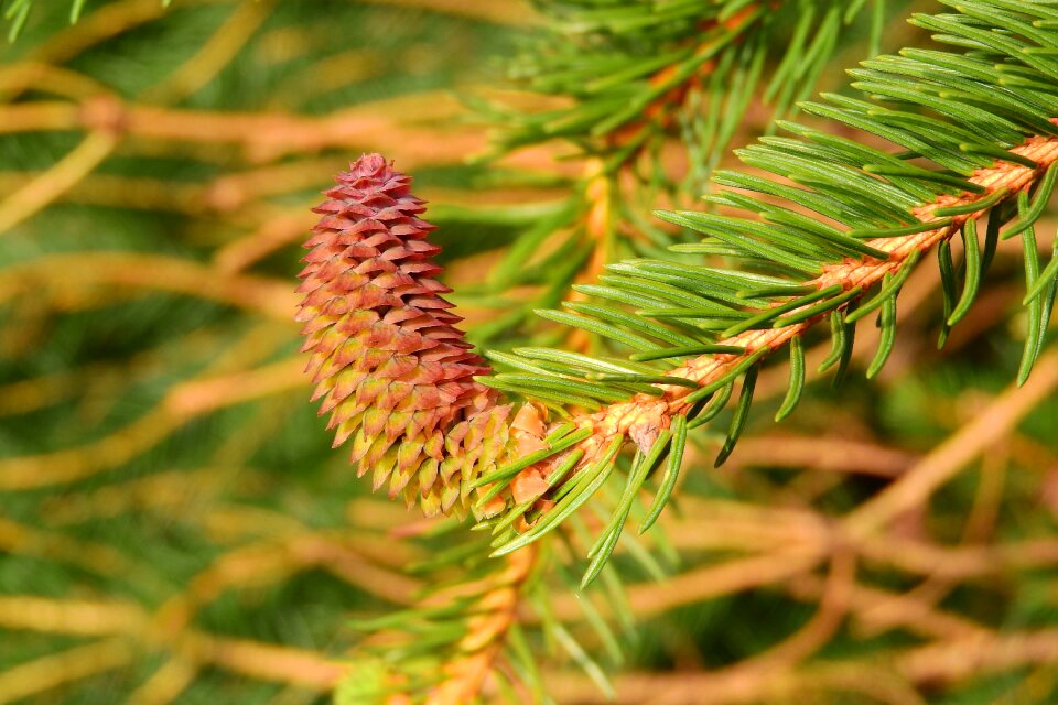Young cones cone spruce branch
