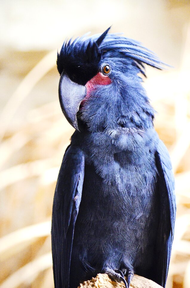 Probosciger aterrimus cockatoo australia