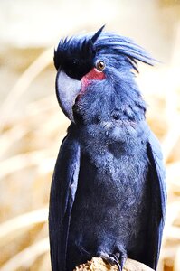 Probosciger aterrimus cockatoo australia