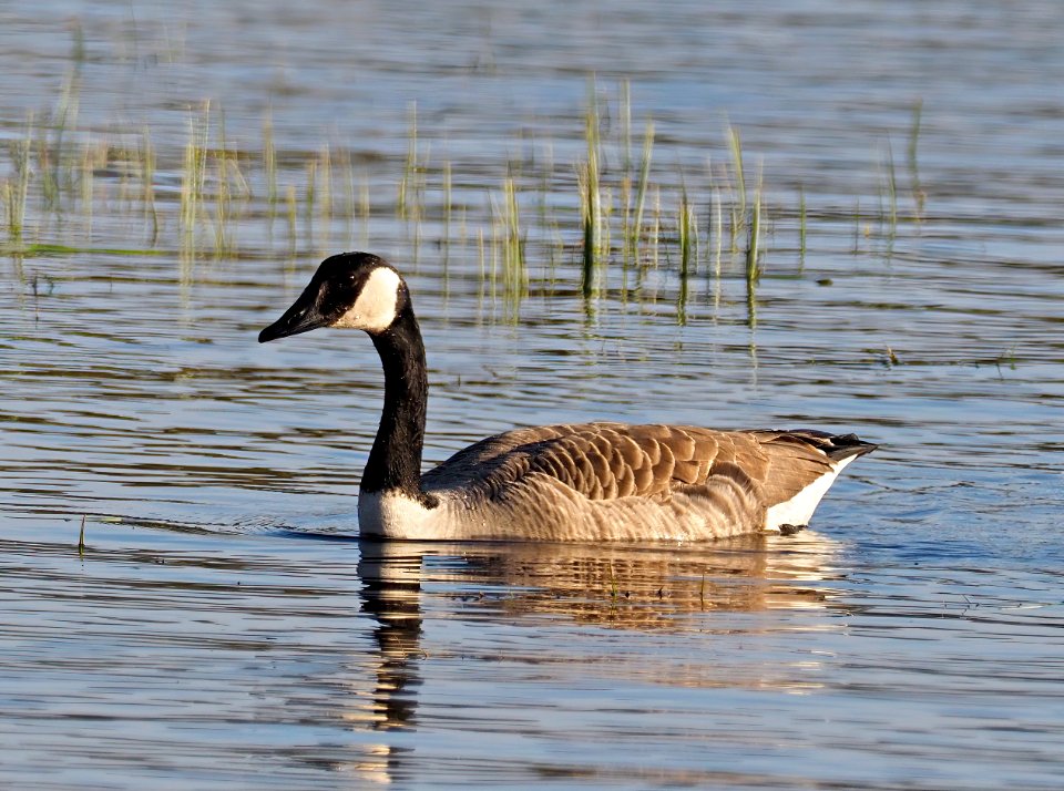 Branta canadensis Oulu Finland 2020-05-26