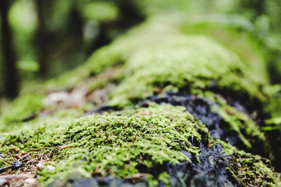 Nature mushroom green