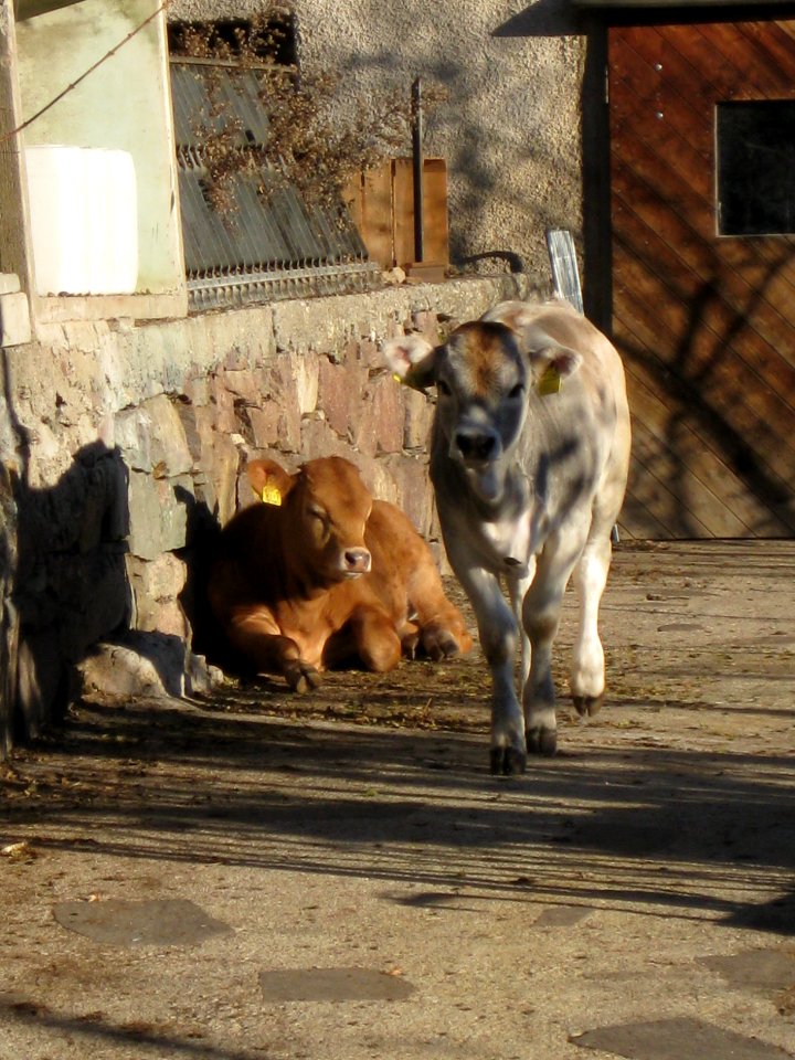 Braunvieh Grauvieh