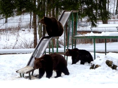 BrasovZoo13