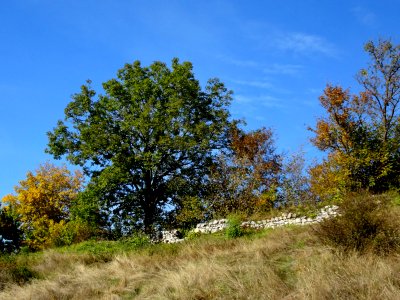 BrasovCitadelRuins