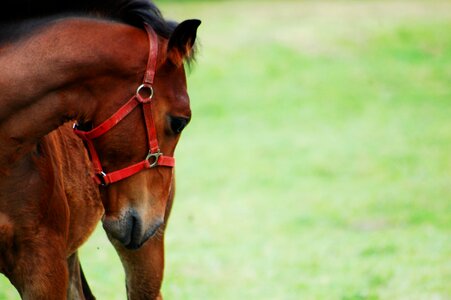 Nature animal the horse photo