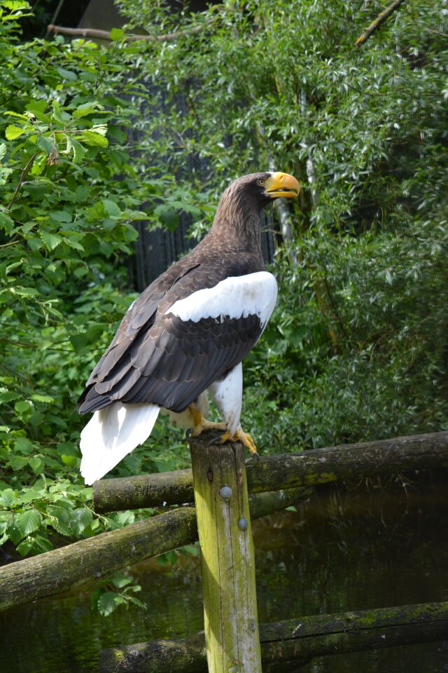 Animal wildlife sea-eagle