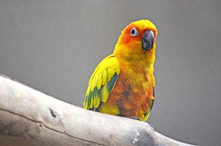 South american parrot yellow colorful
