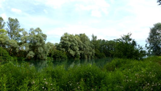 Bras du Rhin au Rohrschollen