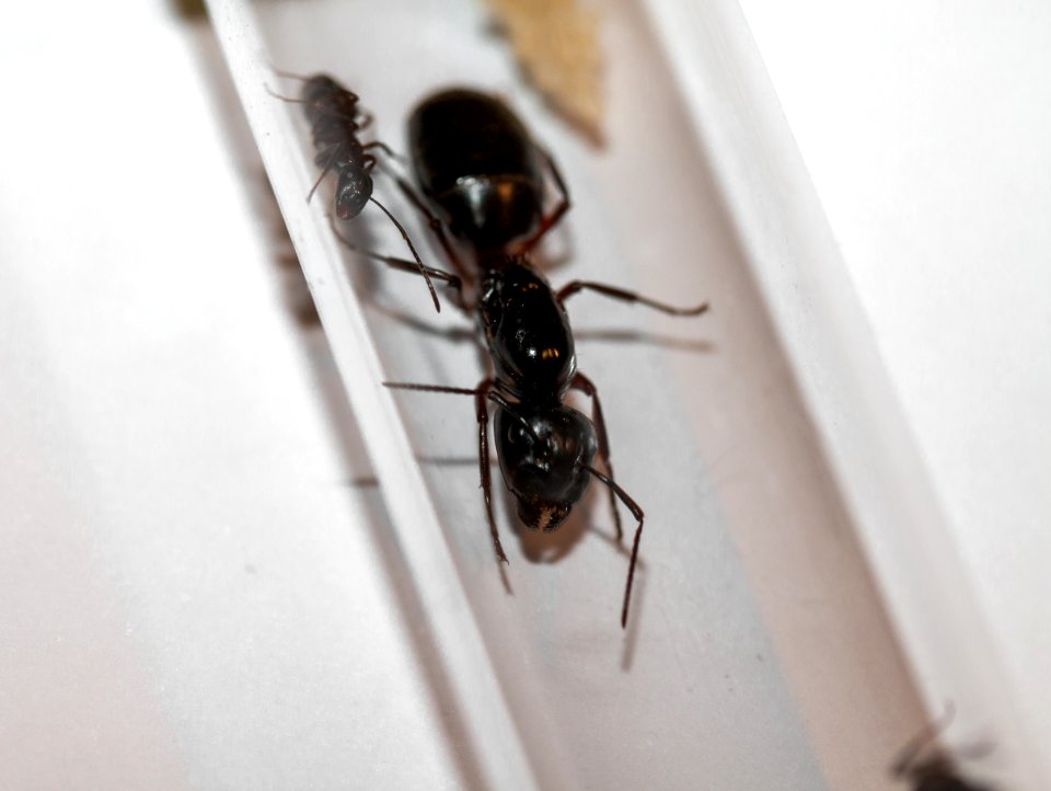 Braunschwarze Rossameise Königin2